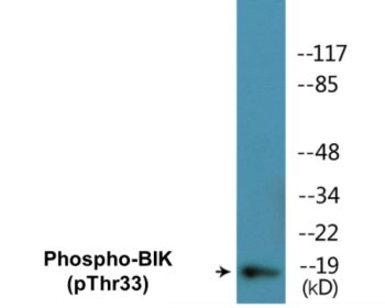 Phospho-BIK (Thr33) Colorimetric Cell-Based ELISA Kit