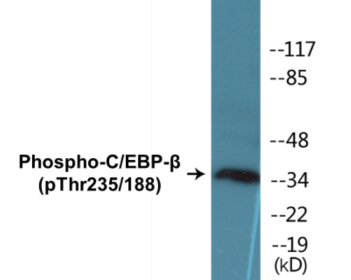 Phospho-C/EBP-beta (Thr235/188) Colorimetric Cell-Based ELISA Kit