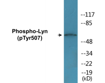 Phospho-Lyn (Tyr507) Colorimetric Cell-Based ELISA Kit