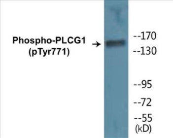 Phospho-PLCG1 (Tyr771) Colorimetric Cell-Based ELISA Kit