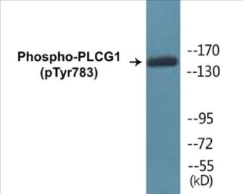 Phospho-PLCG1 (Tyr783) Colorimetric Cell-Based ELISA Kit