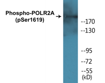Phospho-POLR2A (Ser1619) Colorimetric Cell-Based ELISA Kit