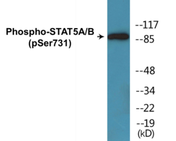 Phospho-STAT5A/B (Ser731) Colorimetric Cell-Based ELISA Kit