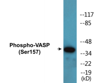 Phospho-VASP (Ser157) Colorimetric Cell-Based ELISA Kit