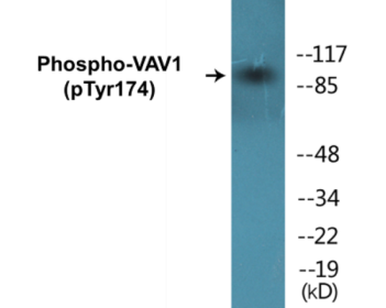 Phospho-VAV1 (Tyr174) Colorimetric Cell-Based ELISA Kit
