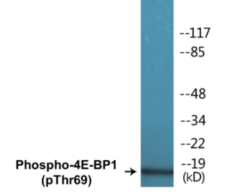 Phospho-4E-BP1 (Thr69) Colorimetric Cell-Based ELISA Kit