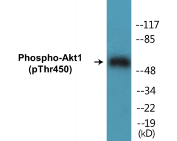 Phospho-Akt1 (Ser124) Colorimetric Cell-Based ELISA Kit