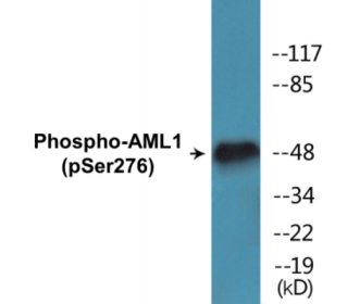 Phospho-AML1 (Ser276) Colorimetric Cell-Based ELISA Kit