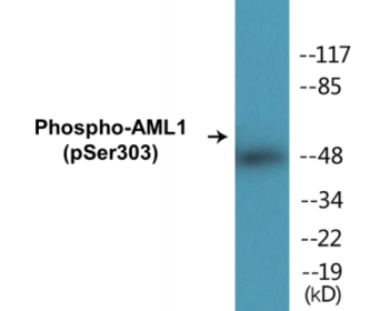 Phospho-AML1 (Ser303) Colorimetric Cell-Based ELISA Kit