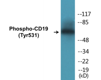Phospho-CD19 (Tyr531) Colorimetric Cell-Based ELISA Kit