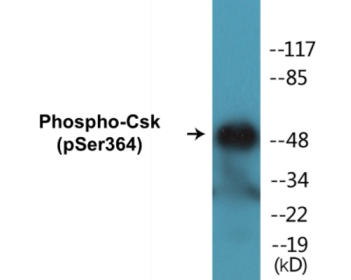 Phospho-Csk (Ser364) Colorimetric Cell-Based ELISA Kit