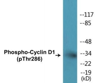 Phospho-Cyclin D1 (Thr286) Colorimetric Cell-Based ELISA Kit