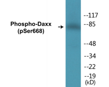 Phospho-Daxx (Ser668) Colorimetric Cell-Based ELISA Kit
