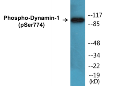 Phospho-Dynamin-1 (Ser774) Colorimetric Cell-Based ELISA Kit