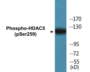 Phospho-HDAC5 (Ser259) Colorimetric Cell-Based ELISA Kit