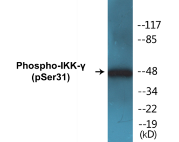 Phospho-IKK-gamma (Ser31) Colorimetric Cell-Based ELISA Kit