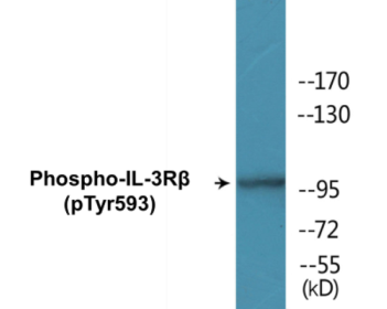 Phospho-IL-3Rbeta (Tyr593) Colorimetric Cell-Based ELISA Kit