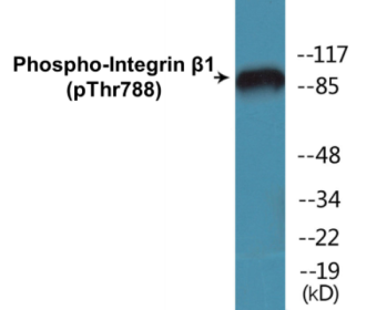 Phospho-Integrin beta1 (Thr788) Colorimetric Cell-Based ELISA Kit