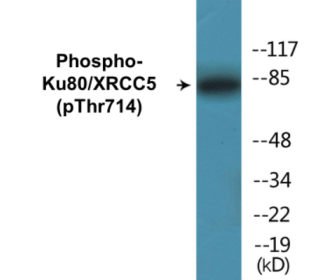 Phospho-Ku80/XRCC5 (Thr714) Colorimetric Cell-Based ELISA Kit