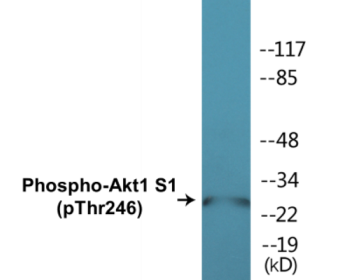 Phospho-Akt1 S1 (Thr246) Colorimetric Cell-Based ELISA Kit