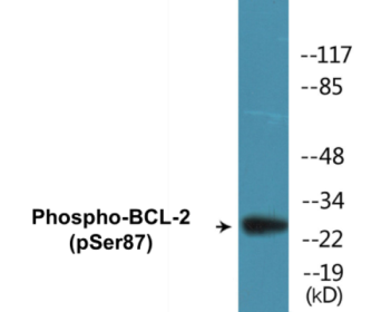 Phospho-BCL2 (Ser70) Colorimetric Cell-Based ELISA Kit