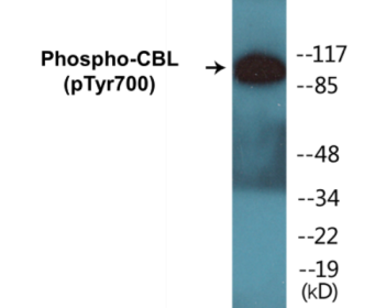 Phospho-CBL (Tyr700) Colorimetric Cell-Based ELISA Kit