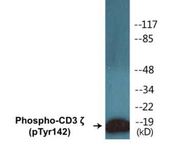 Phospho-CD3 zeta (Tyr142) Colorimetric Cell-Based ELISA Kit