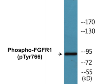 Phospho-FGFR1 (Tyr766) Colorimetric Cell-Based ELISA Kit