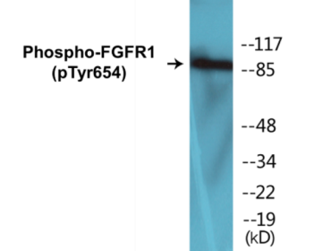 Phospho-FGFR1 (Tyr654) Colorimetric Cell-Based ELISA Kit