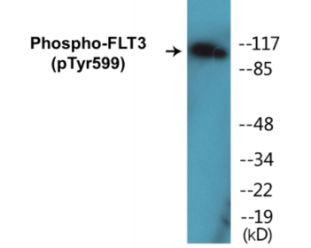 Phospho-FLT3 (Tyr599) Colorimetric Cell-Based ELISA Kit