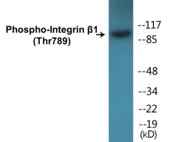 Phospho-Integrin beta1 (Thr789) Colorimetric Cell-Based ELISA Kit
