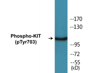 Phospho-KIT (Tyr703) Colorimetric Cell-Based ELISA Kit