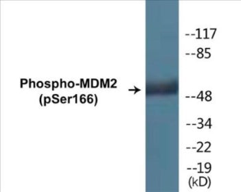 Phospho-MDM2 (Ser166) Colorimetric Cell-Based ELISA Kit