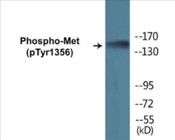 Phospho-Met (Tyr1356) Colorimetric Cell-Based ELISA Kit