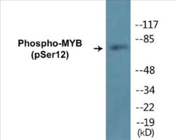 Phospho-MYB (Ser12) Colorimetric Cell-Based ELISA Kit