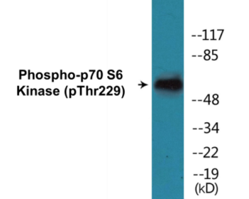 Phospho-nNOS (Ser852) Colorimetric Cell-Based ELISA Kit