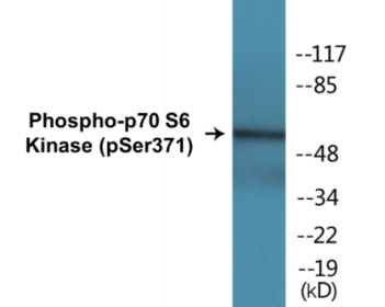 Phospho-p53 (Ser20) Colorimetric Cell-Based ELISA Kit
