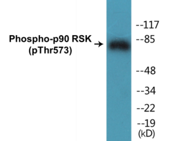 Phospho-p90 RSK (Thr573) Colorimetric Cell-Based ELISA Kit