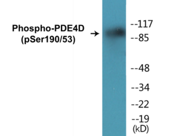 Phospho-PDE4D (Ser190/53) Colorimetric Cell-Based ELISA Kit