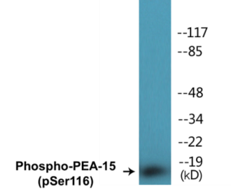 Phospho-PEA-15 (Ser116) Colorimetric Cell-Based ELISA Kit