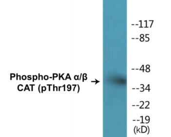 Phospho-PKA alpha/beta CAT (Thr197) Colorimetric Cell-Based ELISA Kit