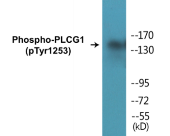 Phospho-PLCG1 (Tyr1253) Colorimetric Cell-Based ELISA Kit