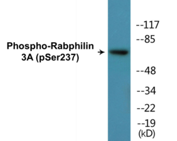 Phospho-Rabphilin 3A (Ser237) Colorimetric Cell-Based ELISA Kit
