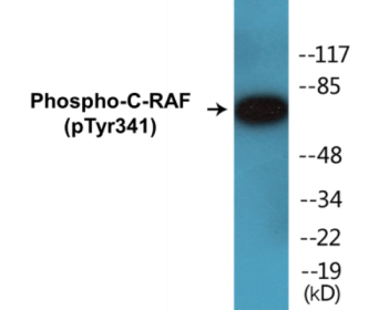 Phospho-C-RAF (Tyr341) Colorimetric Cell-Based ELISA Kit