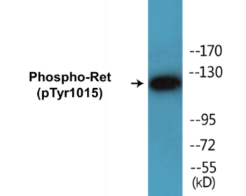 Phospho-Ret (Tyr1015) Colorimetric Cell-Based ELISA Kit
