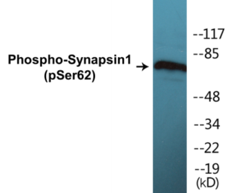 Phospho-Synapsin1 (Ser62) Colorimetric Cell-Based ELISA Kit