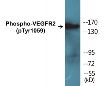 Phospho-VEGFR2 (Tyr1059) Colorimetric Cell-Based ELISA Kit
