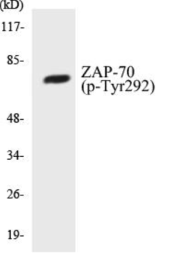 Phospho-ZAP-70 (Tyr292) Colorimetric Cell-Based ELISA Kit