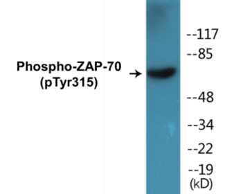 Phospho-ZAP-70 (Tyr315) Colorimetric Cell-Based ELISA Kit