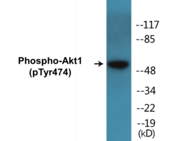 Phospho-Akt1 (Tyr474) Colorimetric Cell-Based ELISA Kit